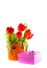 Tulips in a bucket. Isolation on the white