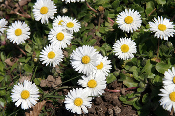 bellis perennis © loflo