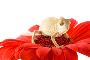 Chameleon on flower.