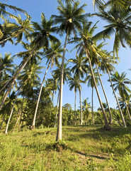 Obraz premium cocoteraie