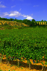 Fototapeta na wymiar Vineyard with ripe grapes, and blue sky