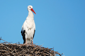 Cigogne d'Alsace