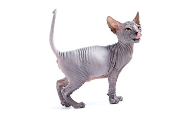 Sphynx kitten
