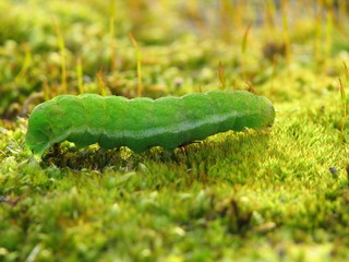 Chenille se déplaçant sur de la mousse