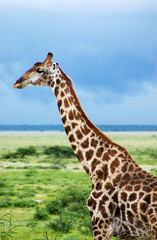 Giraffe