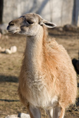 Llama portrait