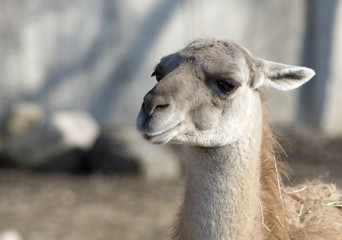 Llama's head