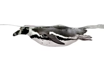 Printed kitchen splashbacks Penguin Humboldt Penguin