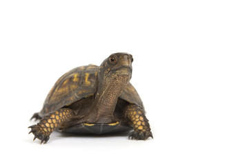 Box turtle on a white background