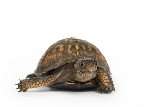 Box turtle on a white background