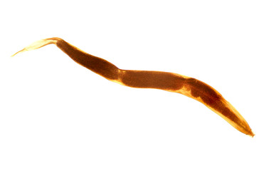 Enterobius vermicularis (pinworm), photomicrograph, isolated.