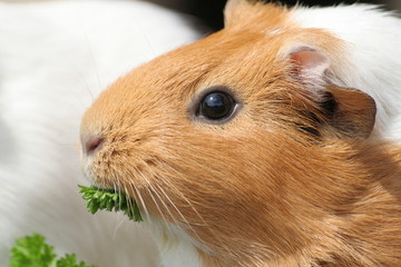 Meerschweinchen 1