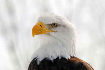 Fototapeta premium American Bald Eagle