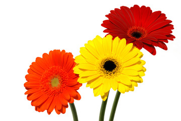 Gerber daisy flowers isolated on white background