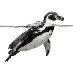 Voilages Pingouin Manchot de Humboldt