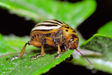 Colorado Beetle feeding