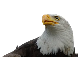 Photo sur Aluminium Aigle aigle chauve américain