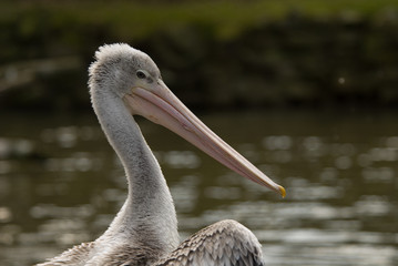 pelican