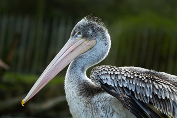 pelican