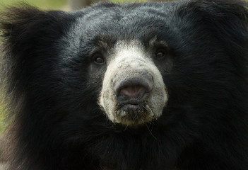 sloth bear