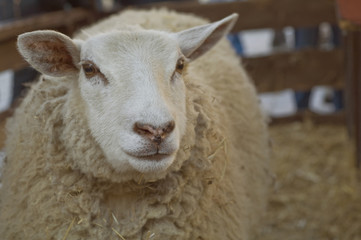 Sheep in barn 3