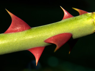Detail of the rose branch