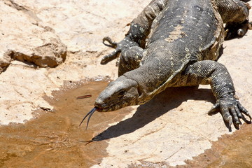 Comodo dragon