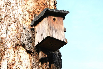 Brutkasten an Baumstamm