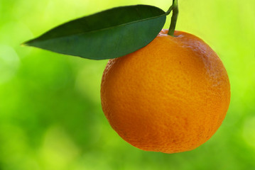 A mature orange in the tree.