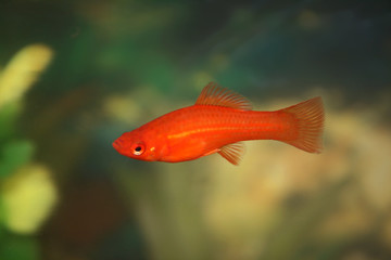 red fish in aquarium