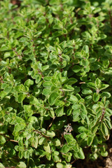 Fresh Oregano