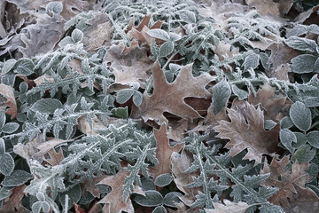 france,forêt de lyons :  feuilles sous le givre