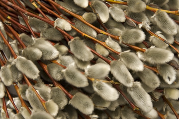 Catkins