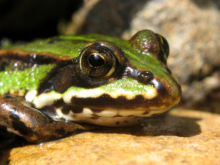 Froschporträt