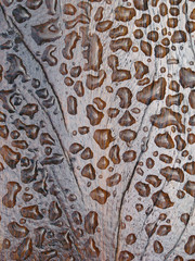 background drops on a table