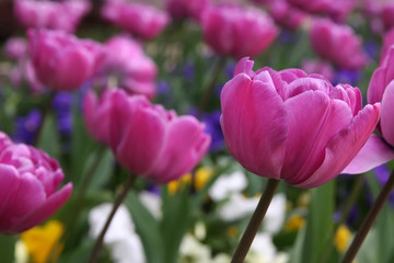 tulips