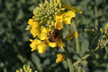 Hummel auf Rapsblüte