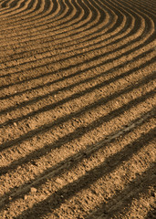 Arable field in spring 1