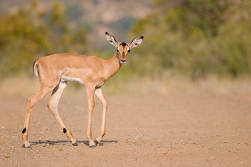 Impala crossing the road