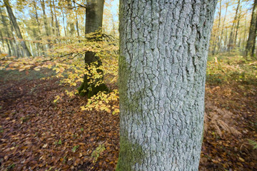 france, for&ecirc;t de lyons : charme, tronc & feuilles d'automne