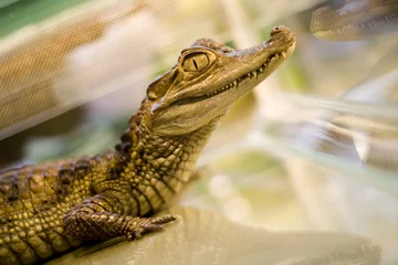 Photo sur Aluminium Crocodile alligator