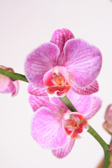 Naklejka na ściany i meble Moth Orchid (Phalaenopsis orchidaceae)