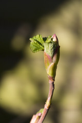 Opening blossom