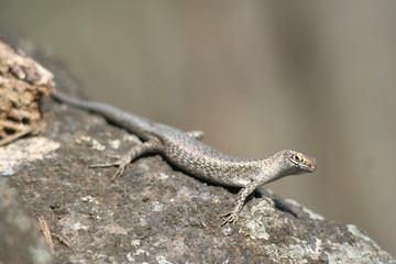 Mabuia Lizard