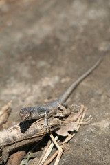 Mabuia Lizard