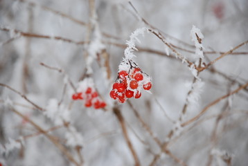rote beeren im winter