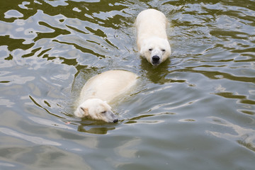 Eisbärenpaar