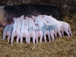 piglets in a row