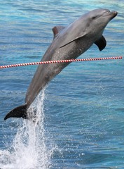 Jumping Dolphin