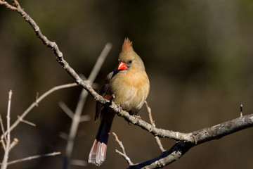 Cardinal